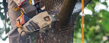 Trusted Eastern Goleta Valley, CA Tree Care Experts