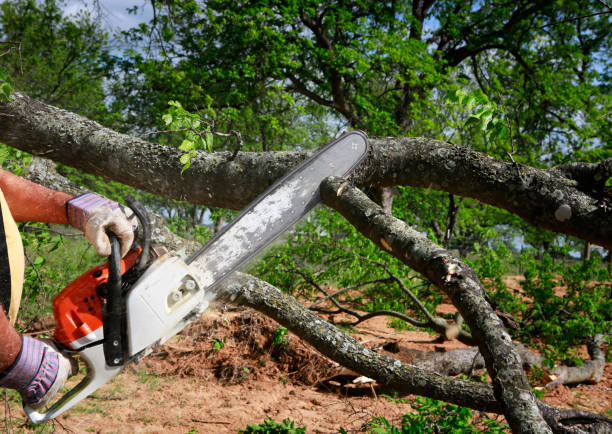 How Our Tree Care Process Works  in  Eastern Goleta Valley, CA